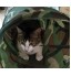 PAWZ ROAD - Pet Tunnel Camouflage Toy