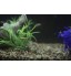 OEM - Decoration Plastic Sea Plants For Aquarium Fish Tank Grass