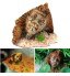 ATUO - Egypt Pharaoh Sphinx Aquarium For Fish Tank Resin Decorornament